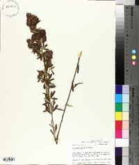 Lespedeza capitata image