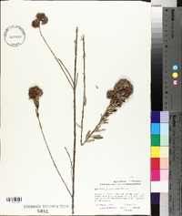 Lespedeza capitata image