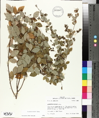 Lespedeza bicolor image