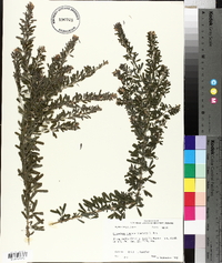 Lespedeza cuneata image