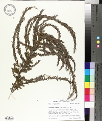 Lespedeza cuneata image
