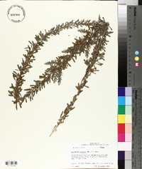 Lespedeza cuneata image