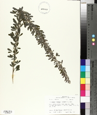 Lespedeza cuneata image