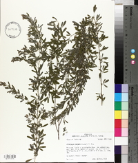 Lespedeza cuneata image