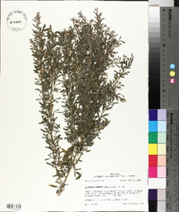 Lespedeza cuneata image