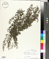 Lespedeza cuneata image