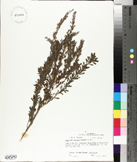 Lespedeza cuneata image