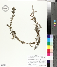 Lespedeza cuneata image