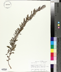 Lespedeza cuneata image