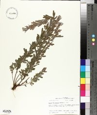 Lespedeza cuneata image