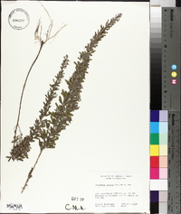 Lespedeza cuneata image