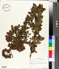 Lespedeza hirta image