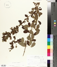 Lespedeza hirta image