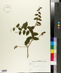 Lathyrus venosus image
