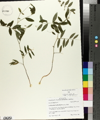 Lathyrus venosus image