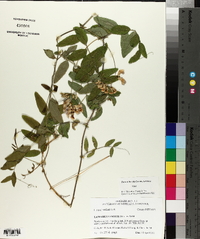 Lathyrus venetus image