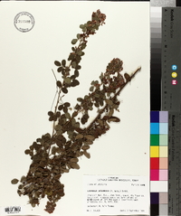 Lespedeza intermedia image