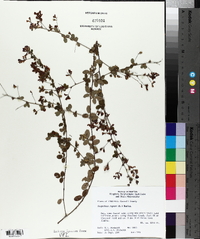 Lespedeza repens image