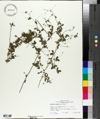 Lespedeza repens image