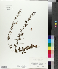 Lespedeza repens image