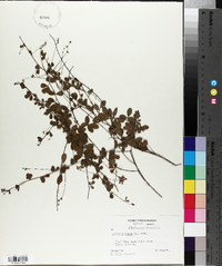 Lespedeza repens image