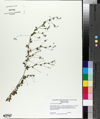 Lespedeza repens image