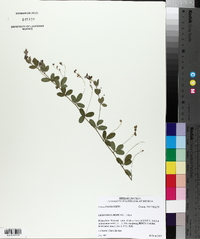 Lespedeza repens image