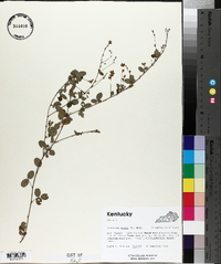 Lespedeza repens image