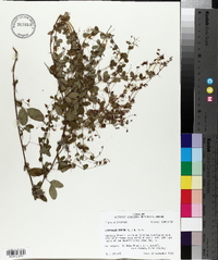 Lespedeza repens image