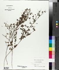 Lespedeza repens image