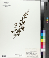 Lespedeza repens image