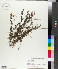 Lespedeza repens image