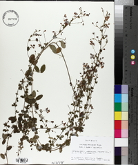 Lespedeza procumbens image