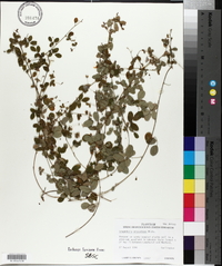 Lespedeza procumbens image