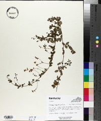 Lespedeza procumbens image