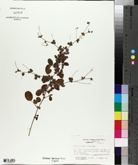Lespedeza procumbens image
