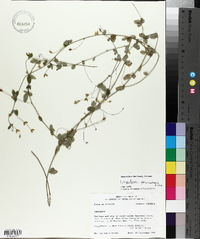 Lespedeza procumbens image