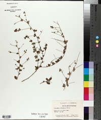 Lespedeza procumbens image