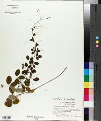 Lespedeza procumbens image