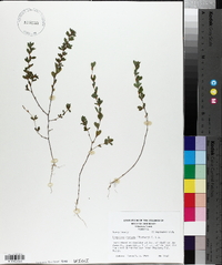 Kummerowia striata image