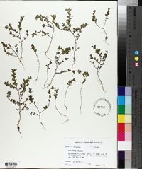 Kummerowia striata image