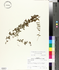 Lespedeza repens image