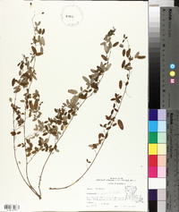 Lespedeza repens image