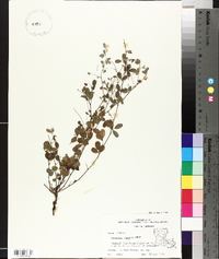 Lespedeza repens image