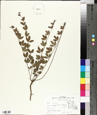 Lespedeza repens image