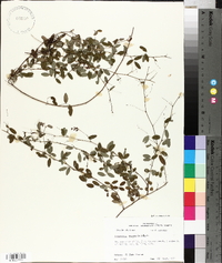 Lespedeza repens image