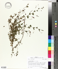 Lespedeza repens image