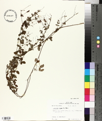 Lespedeza repens image