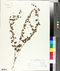 Lespedeza repens image