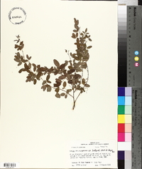 Lespedeza repens image